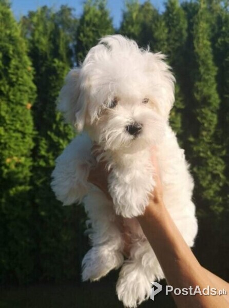 Amazing Kc Maltese Puppies Available For Sale