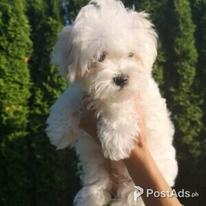 Amazing Kc Maltese Puppies Available For Sale | PostAds PH