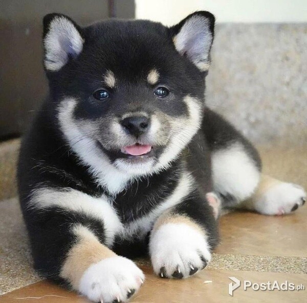 Amazing Kc , Puppies Available For Sale