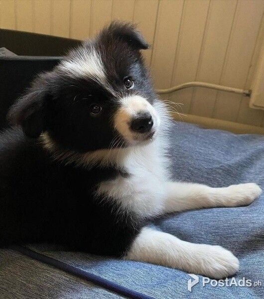 Amazing Kc Border Collie Puppies Available For Sale