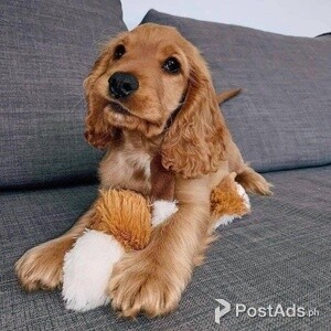 Amazing Kc Cocker Spaniel Puppies Available For Sale | PostAds PH