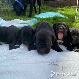 Cane Corso Puppies | PostAds PH