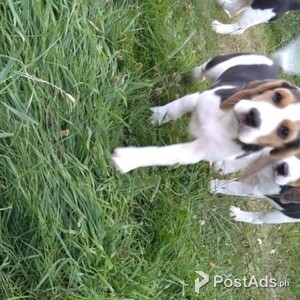 Purebred Beagle Puppies | PostAds PH