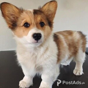 Amazing Kc Pembroke Welsh Corgi Puppies Available For Sale, | PostAds PH