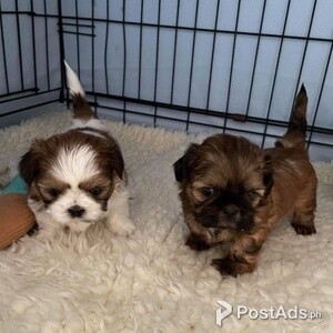 Shih Tzu Puppies for Sale.. | PostAds PH
