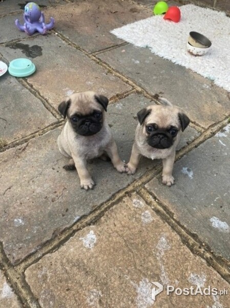 Pug Puppy for sale