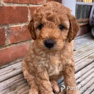 Mini Goldendoodles for Sale | PostAds PH
