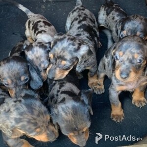 dachshund puppies | PostAds PH