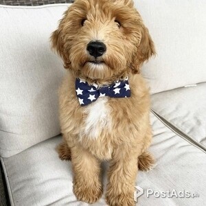 F1b Mini Goldendoodles | PostAds PH