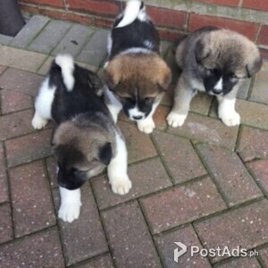 Akita Puppies | PostAds PH