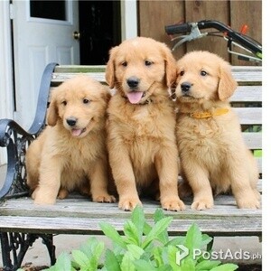 Golden Retriever puppies for Sale | PostAds PH