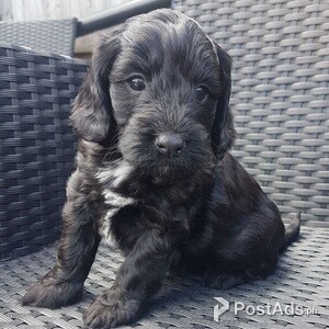 Cockapoo Puppies ready now | PostAds PH