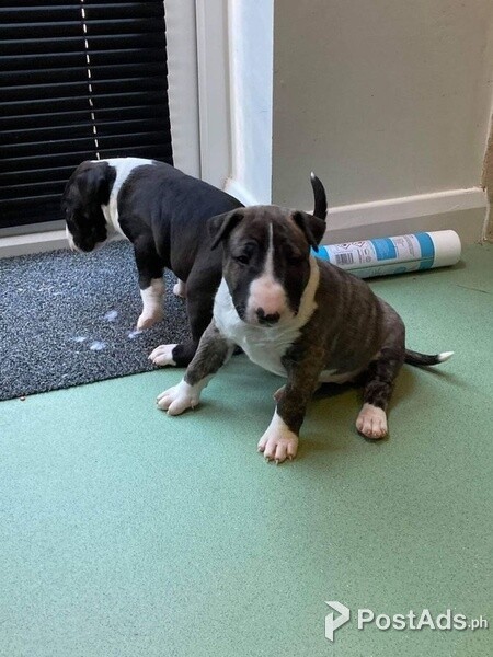 English Bull Terrier Puppies