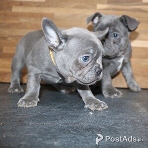 F French Bulldog puppies for sale | PostAds PH