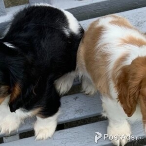 GORGEOUS Cavalier King Charles | PostAds PH