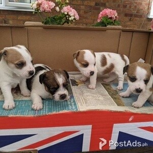 Purebred Jack Russell Pups available | PostAds PH