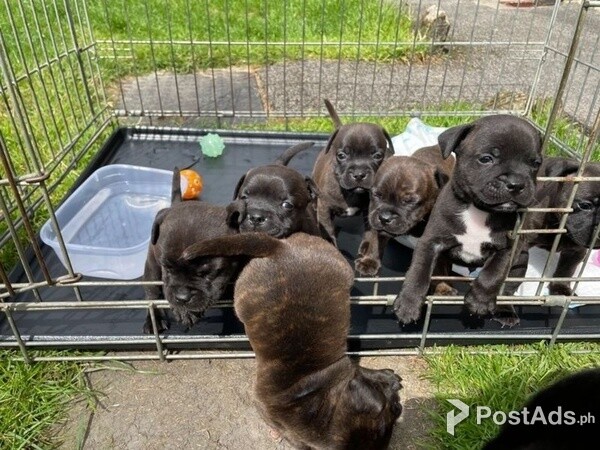 Staffordshire Bull Terrier