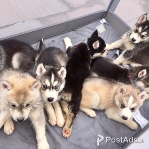 Siberian Husky Puppys | PostAds PH