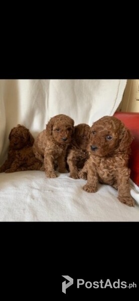 Poodles Puppies