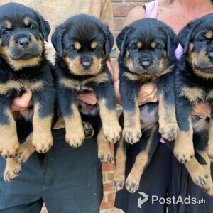 Beautiful German Shepard Puppies | PostAds PH