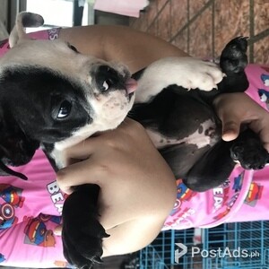 English bulldog | PostAds PH