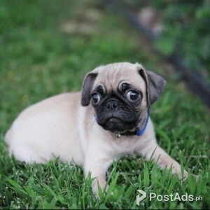 Pug puppy male for good home | PostAds PH