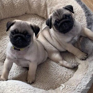 Toilet train pug puppies for sale | PostAds PH