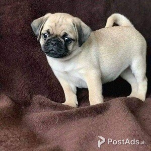 Friendly pug puppy for sale | PostAds PH