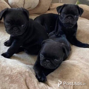 Black pug puppies for sale | PostAds PH