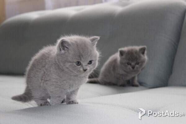 lovely british shorthair