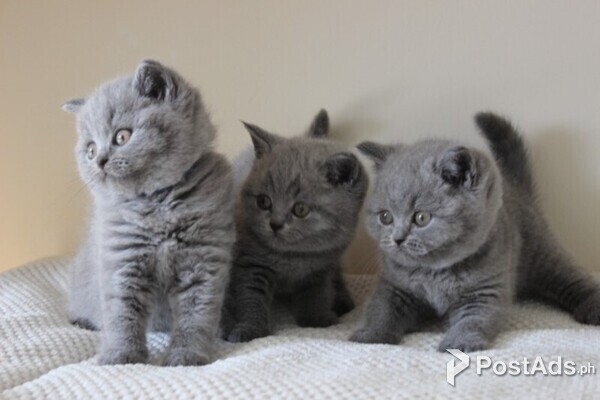 fur lovely babies available