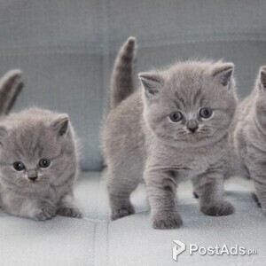 cute little babies for adoption | PostAds PH