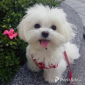 available maltese for rehoming | PostAds PH