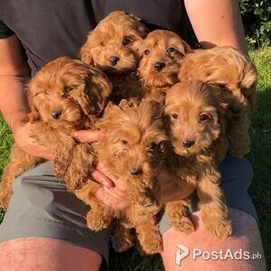 amazing cockapoo for your home | PostAds PH
