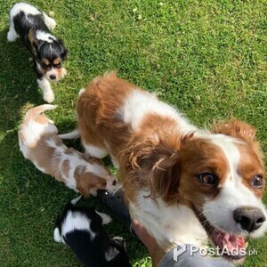 adorable king Charles spaniel for rehoming. | PostAds PH
