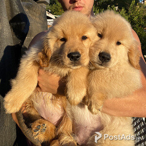 golden retriever | PostAds PH