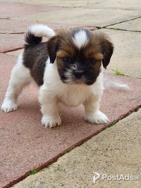 Lhasa Apso