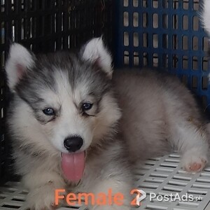 Quality Thailand import line Siberian Husky gll | PostAds PH
