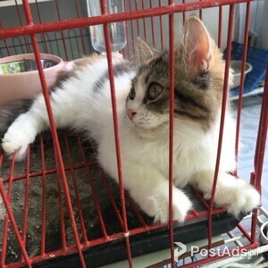 Persian Cat Tricolor - 4 months old | PostAds PH