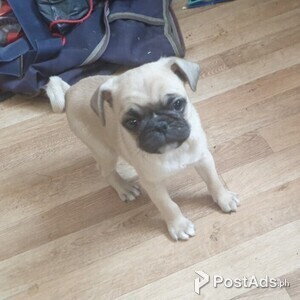 Pug Puppies Available | PostAds PH