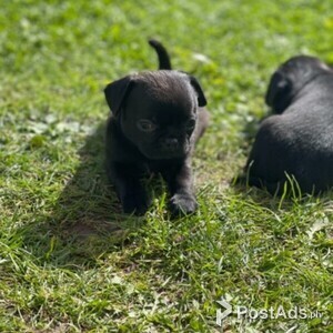 Home raised Pug puppies for sale | PostAds PH