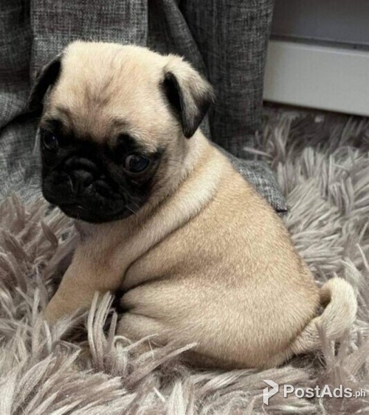 Beautiful Pug puppies for. sale