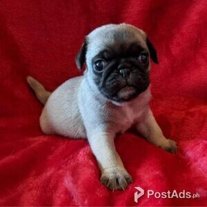 Playful Pug puppies for sale | PostAds PH