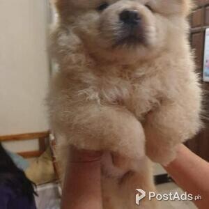Chow Chow Pure Breed with PCCI papers and Vet records - 2 months old | PostAds PH