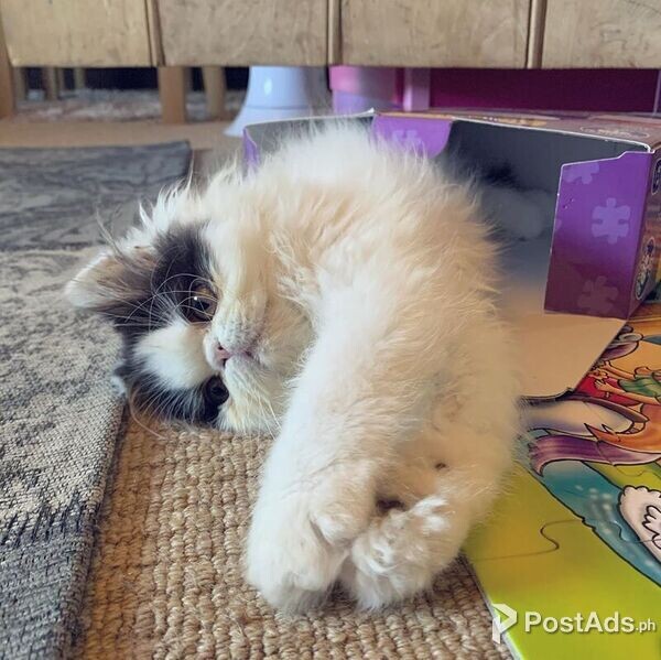 Persian and Maine Coon Kittens Available for sale