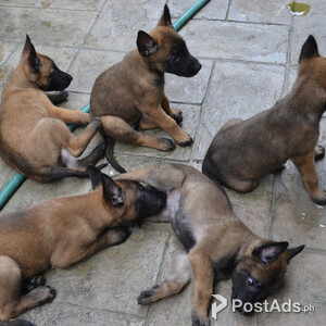 Belgian Malinois Puppies | PostAds PH