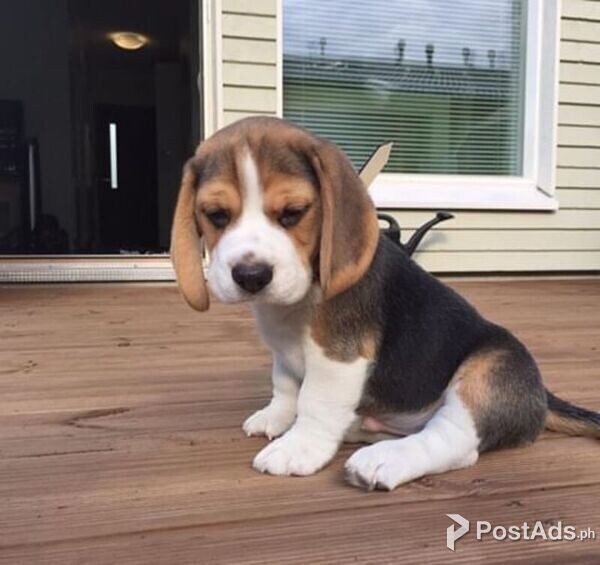 beagle puppies 