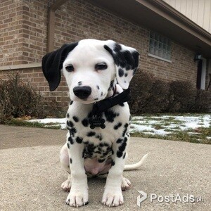 dalmatian puppies | PostAds PH