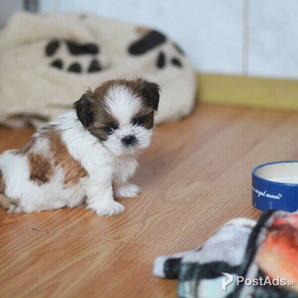shihi  puppies 