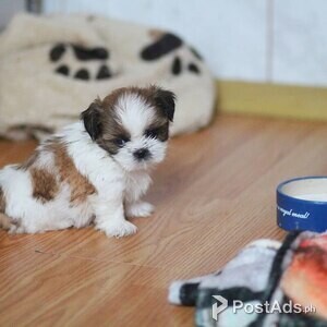 shihi puppies | PostAds PH